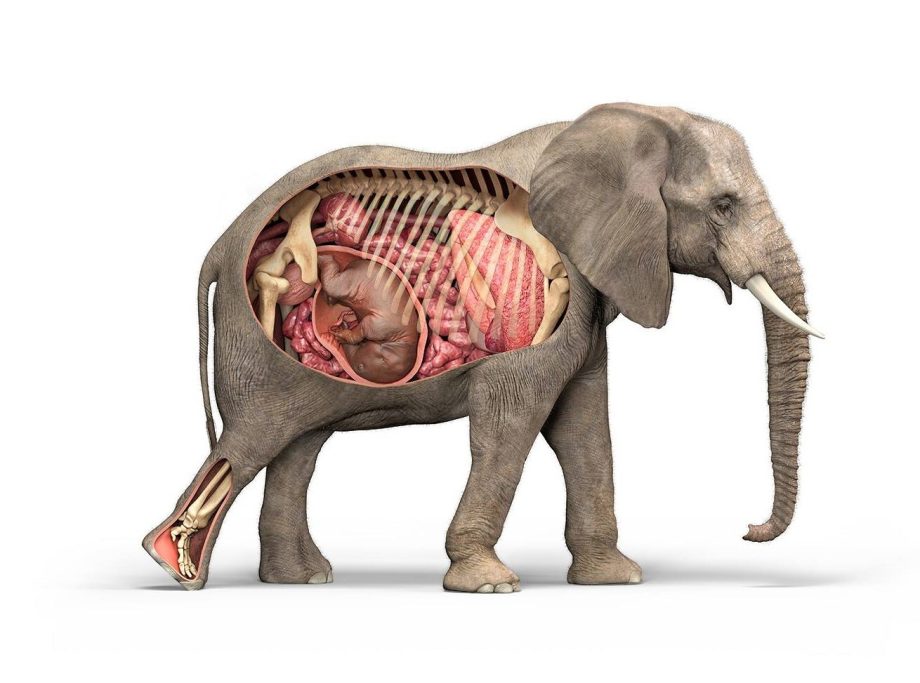Section through pregnant elephant
