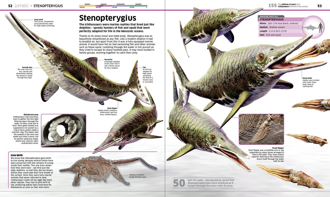 Stenopterygius