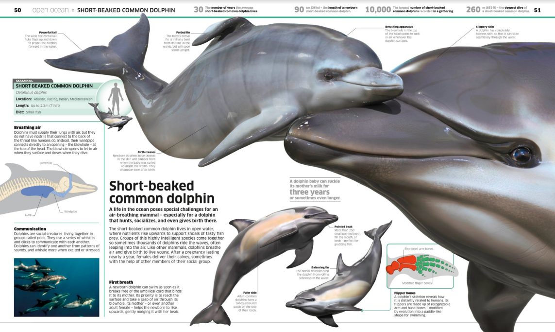 Short beaked dolphin and young