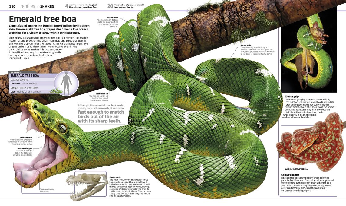 The tree boa