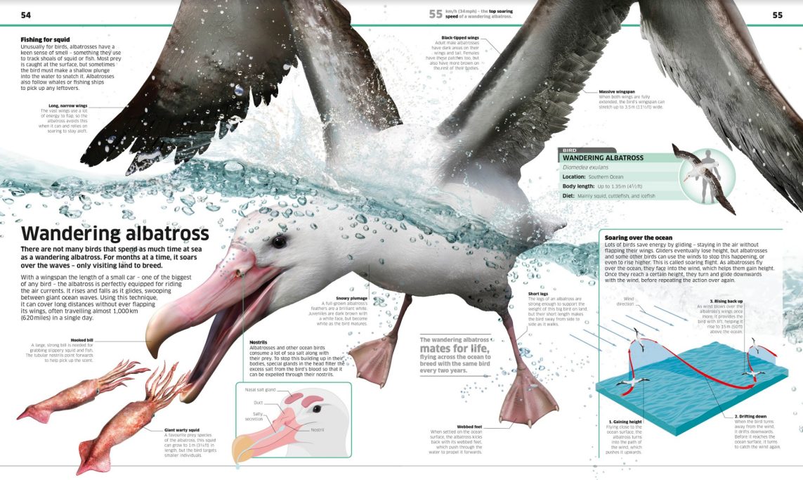 the Albatross