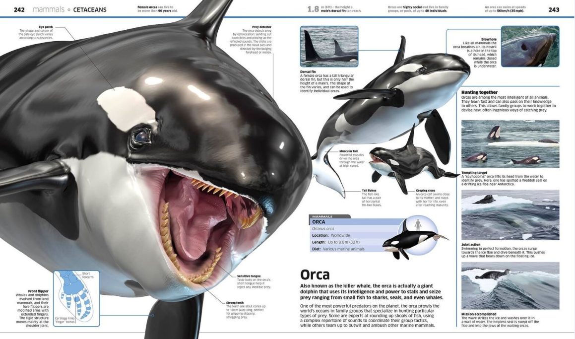 Orca