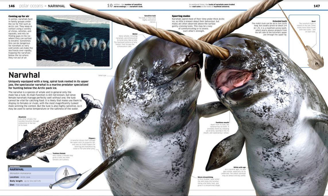 Dance of the Narwhals