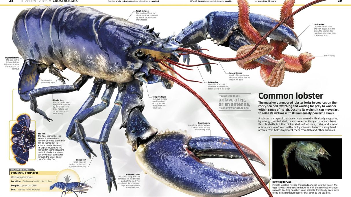 Common Lobster
