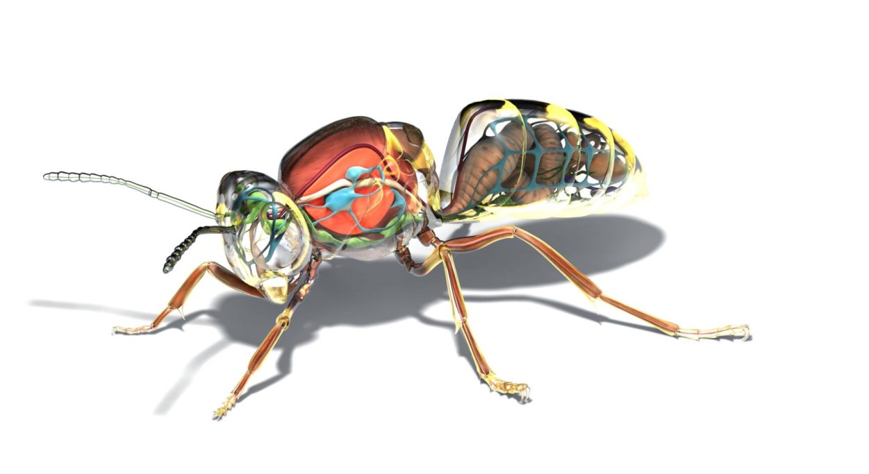 wasp internal organs