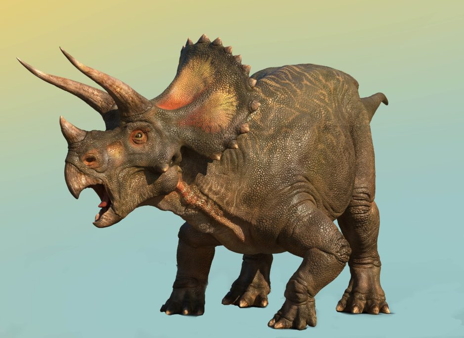 Triceratops