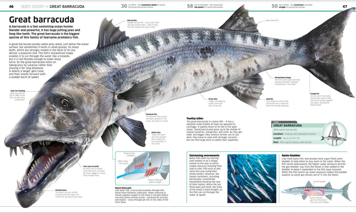 The great barracuda