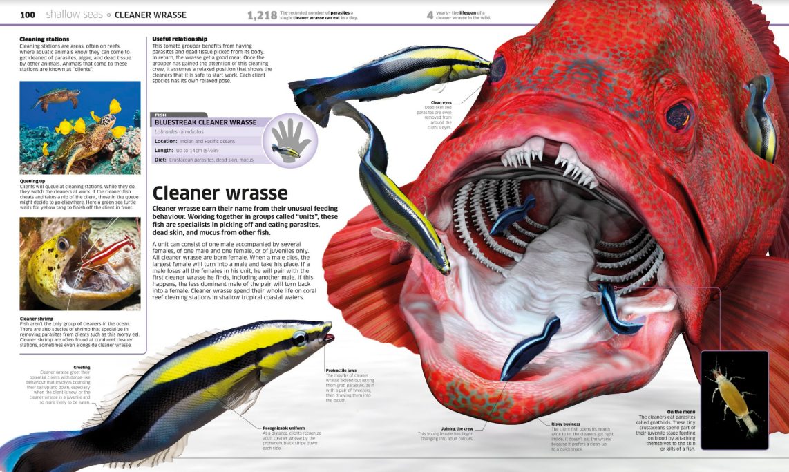 The Cleaner Wrasse