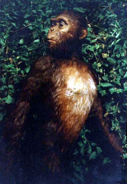 Australopithecus reconstruction Australopithecus reconstruction