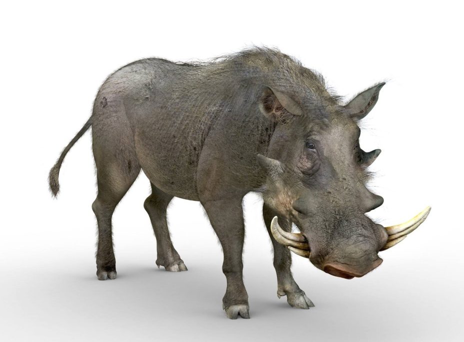 Wild Boar reconstruction