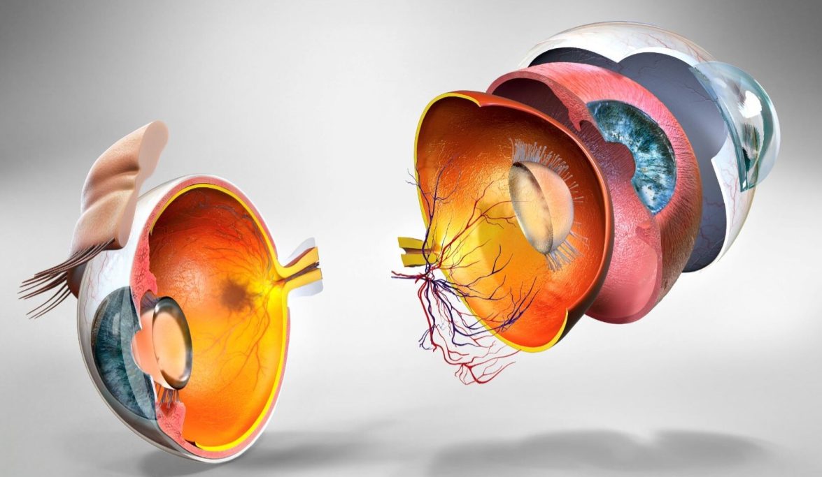 Detailed eye illustration