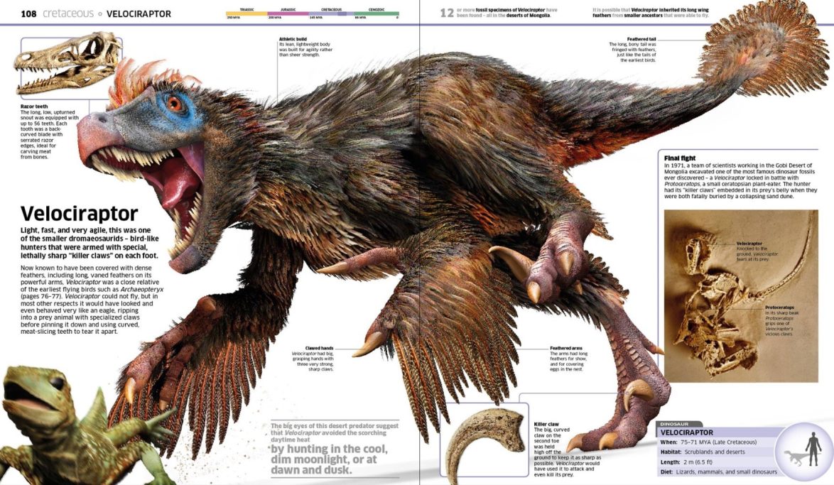 feathered Velociraptor