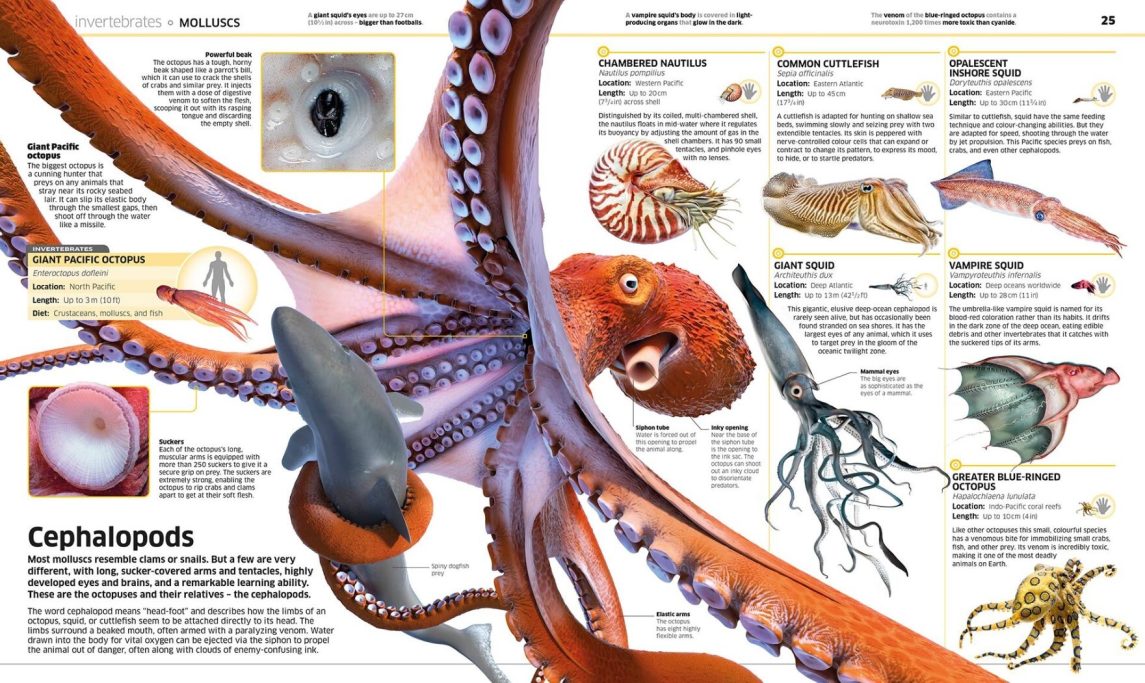 The Giant Squid
