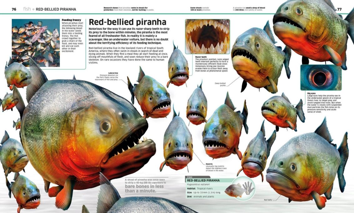 Piranhas
