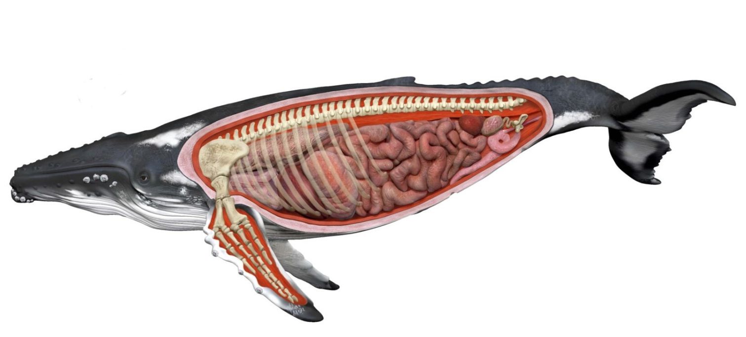 whale internal organs