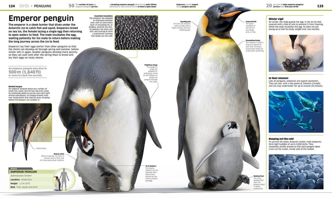 Emperor Penguins and young